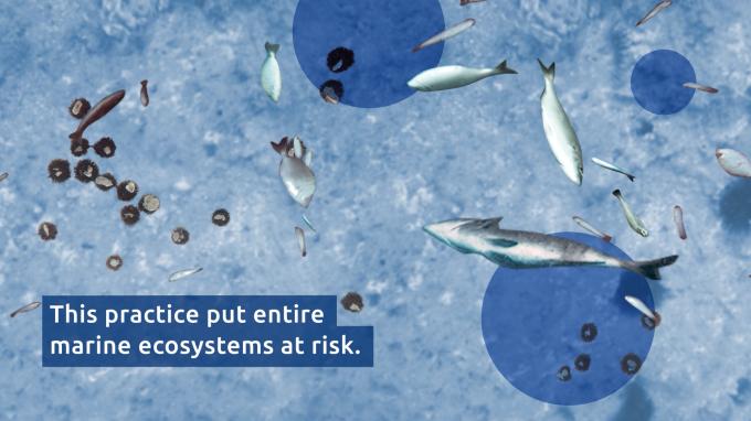  The Montenegro Challenge   To Eradicate Blast Fishing.  